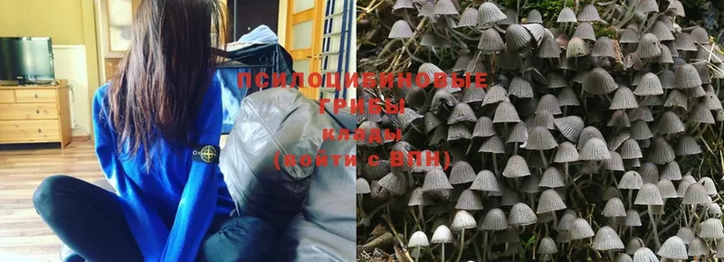 Псилоцибиновые грибы Psilocybine cubensis  Уварово 